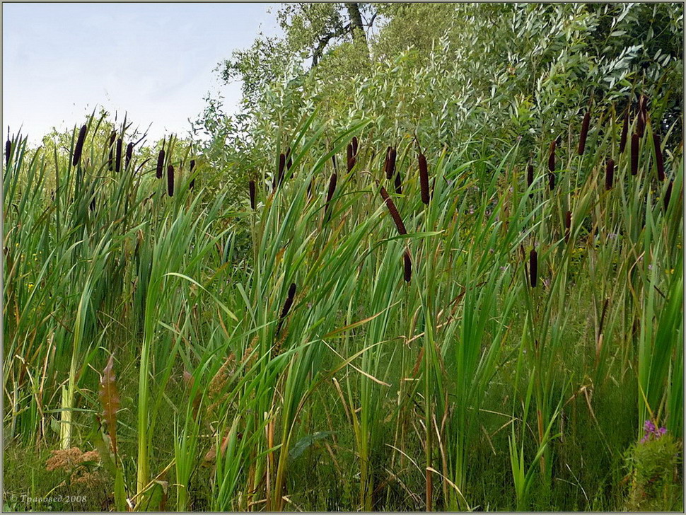 Изображение особи Typha latifolia.