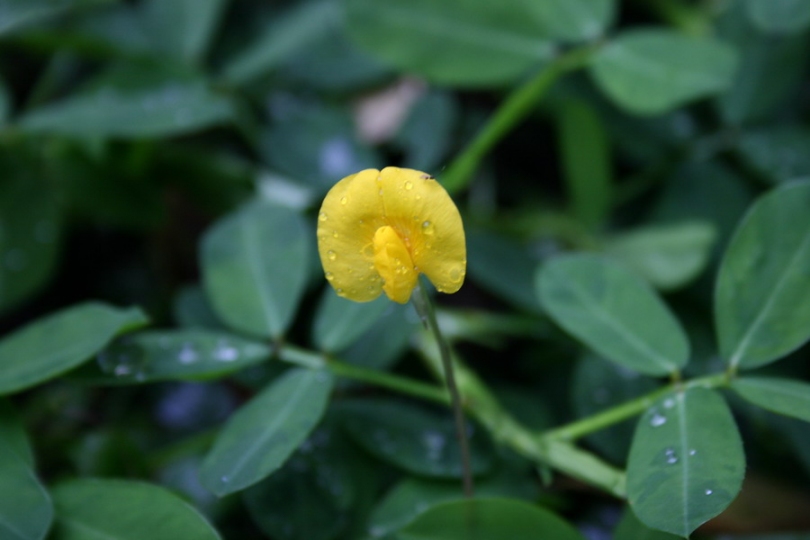 Image of Arachis pintoi specimen.