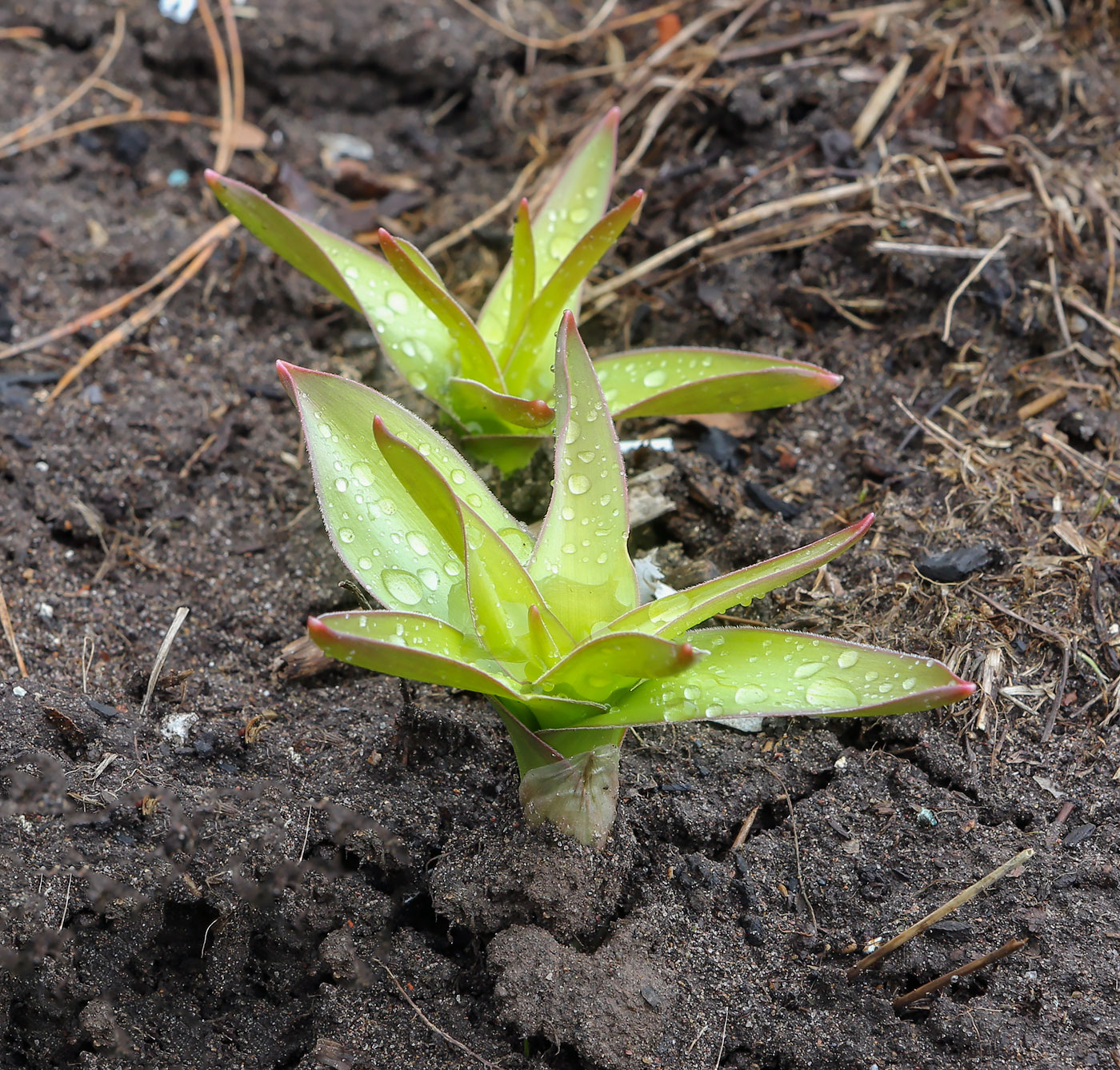 Image of genus Allium specimen.