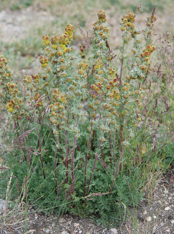 Image of Artemisia rupestris specimen.