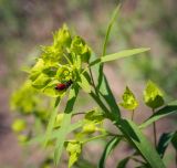 Euphorbia virgata. Верхушка цветущего растения с питающейся пчелой Sphecodes sp. Пермский край, г. Пермь, Кировский р-н, суходольный луг вдоль склона песчаного карьера. 23.05.2020.