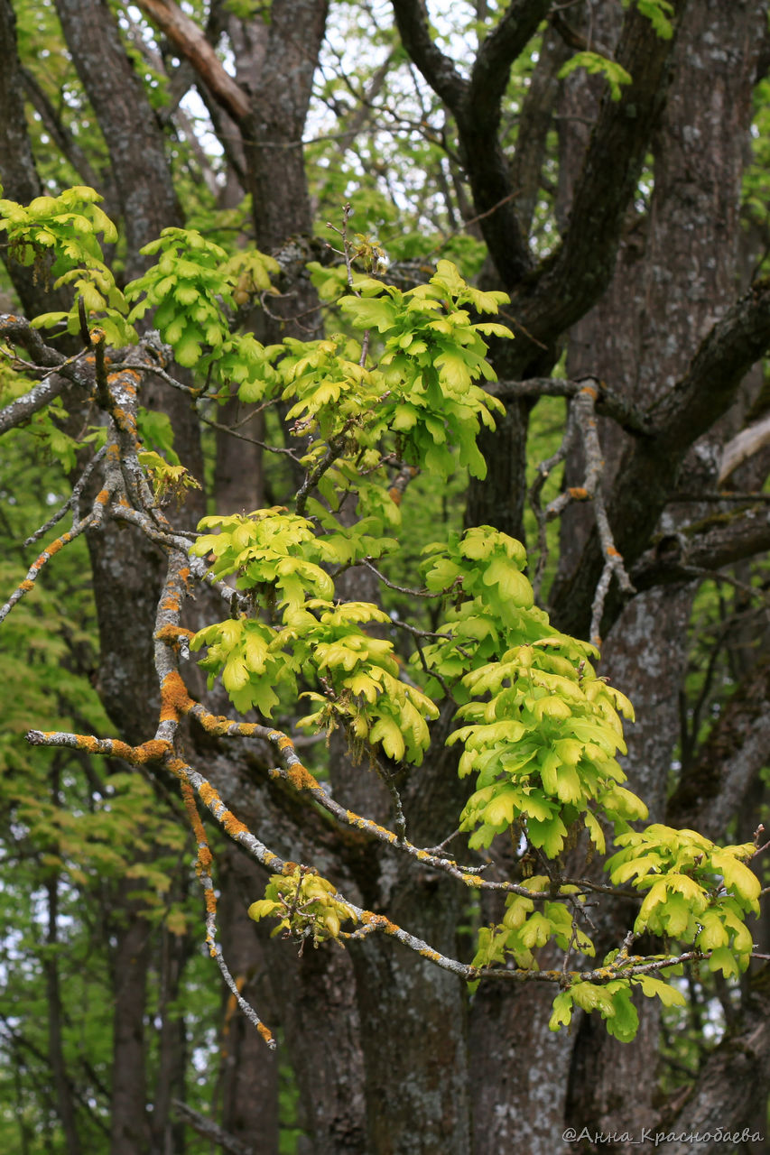 Image of Quercus robur specimen.