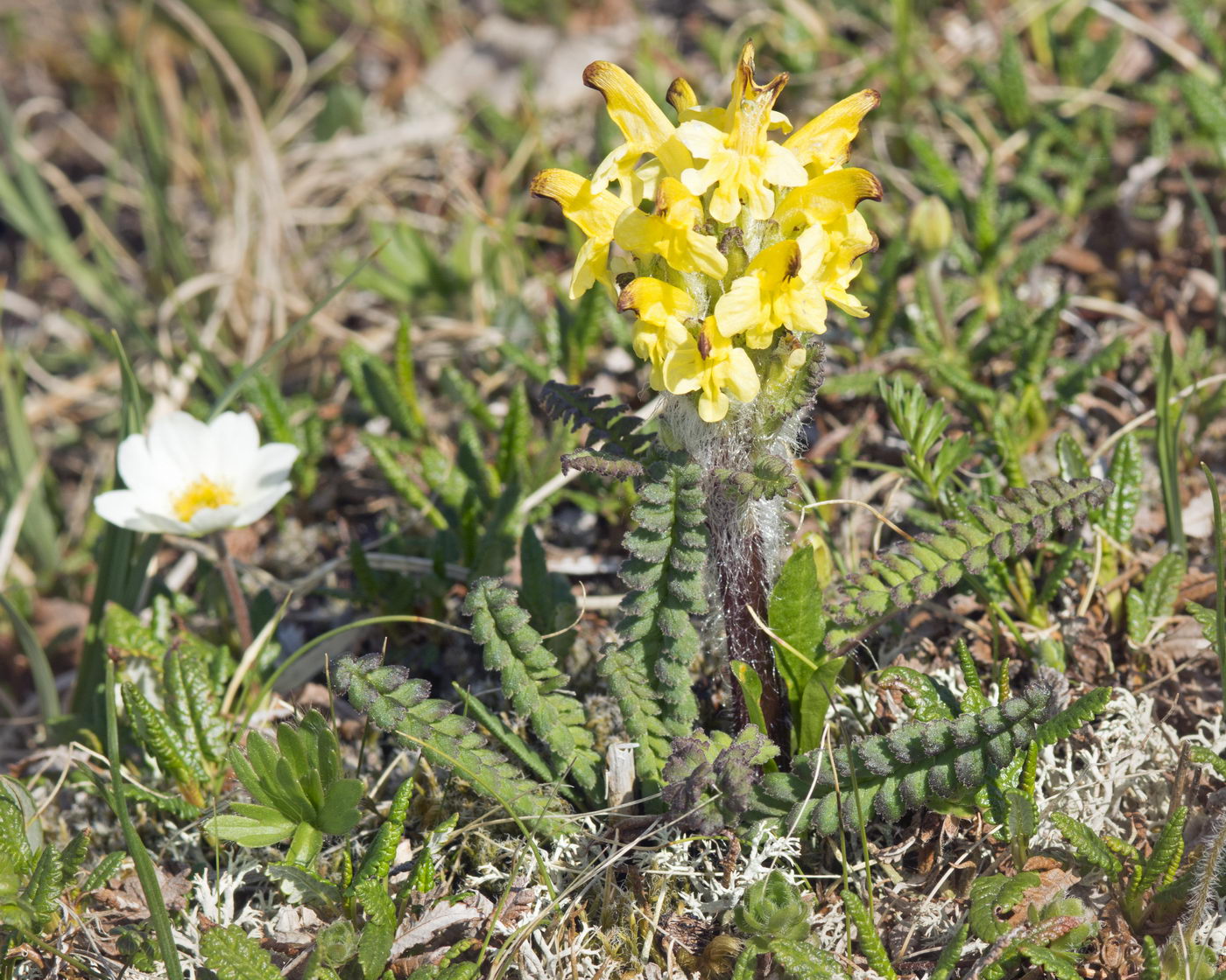 Image of Pedicularis oederi specimen.