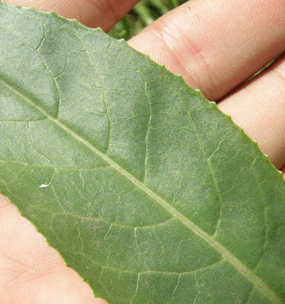 Изображение особи Senecio schwetzowii.