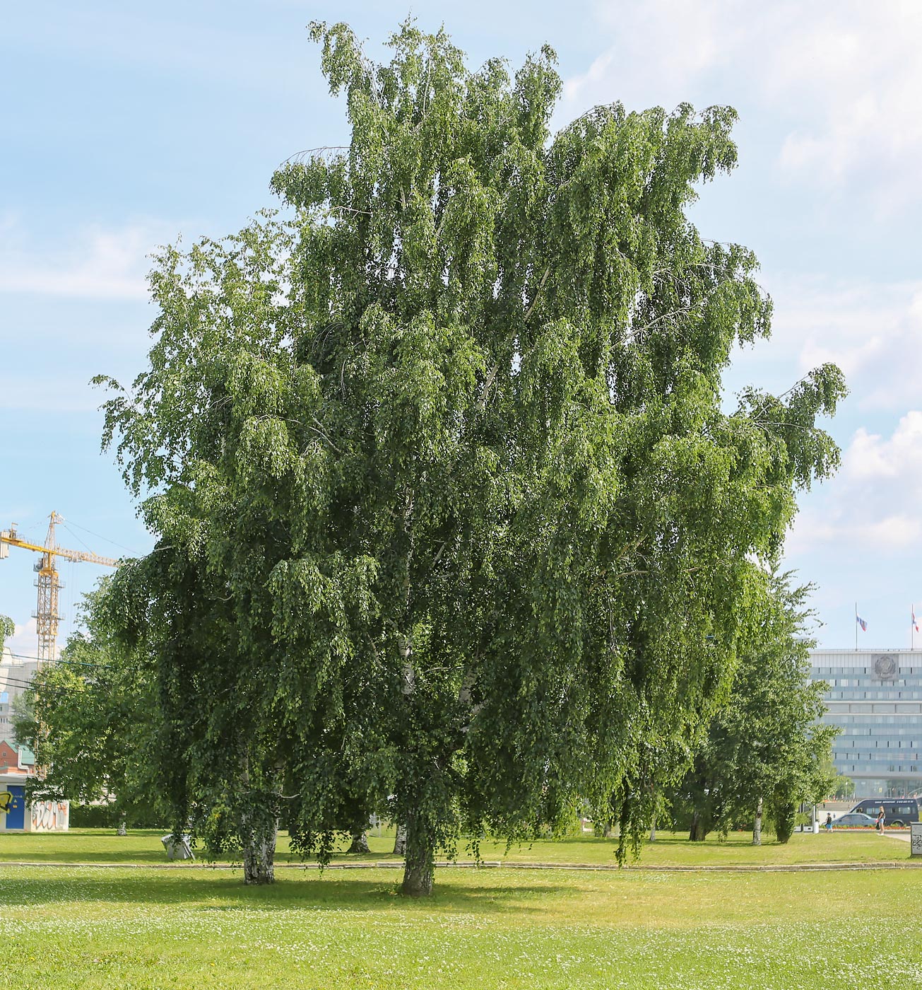 Изображение особи Betula pendula.