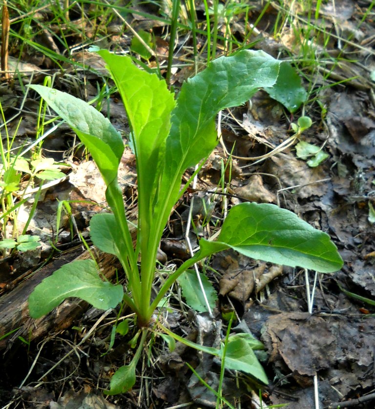 Изображение особи род Solidago.