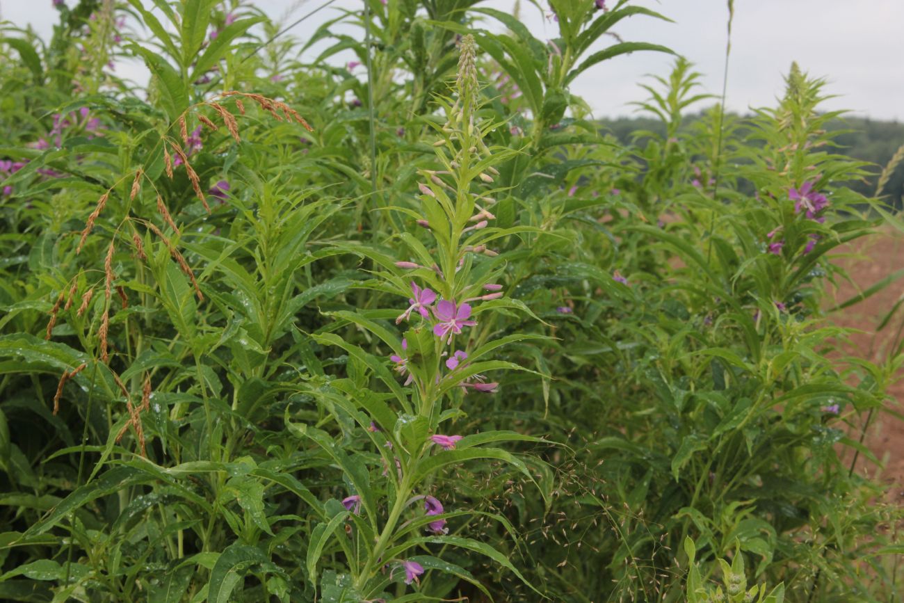 Изображение особи Chamaenerion angustifolium.