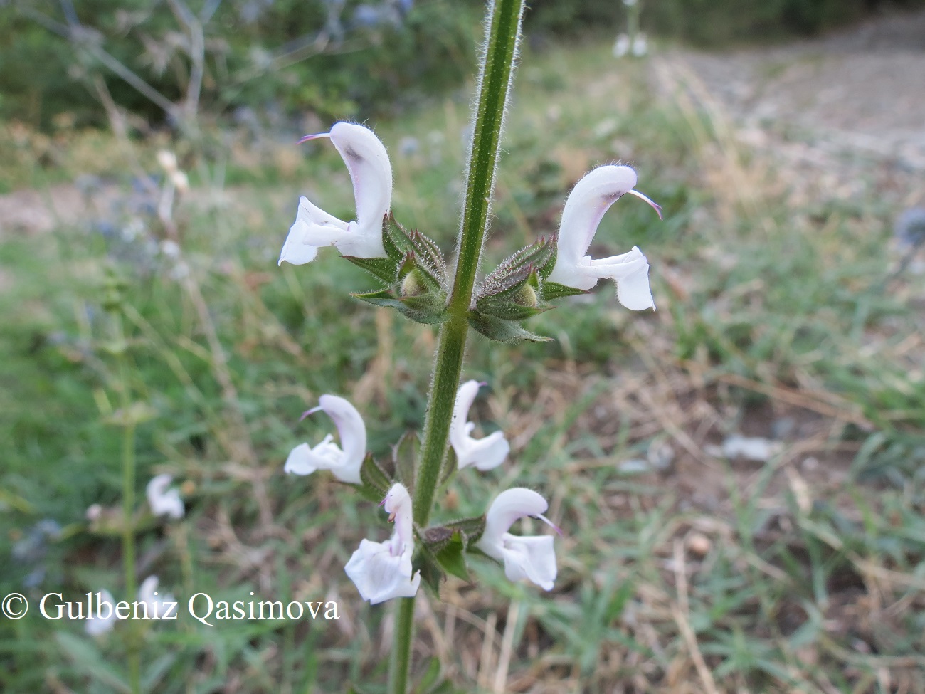 Изображение особи род Salvia.