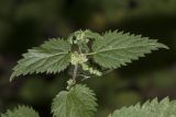 род Urtica. Верхушка побега с листьями и соцветиями. Крым, Бахчисарайский р-н, окр. с. Речное, берег р. Кача, в тени. 11.08.2020.