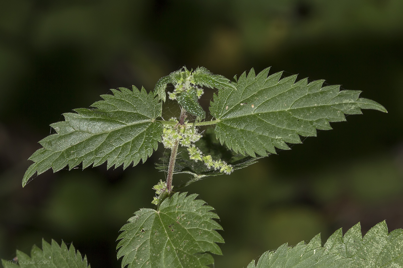 Image of genus Urtica specimen.