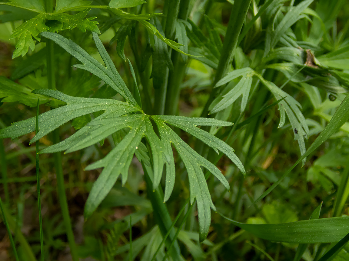 Image of Ranunculus acris specimen.