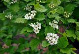 Crataegus submollis