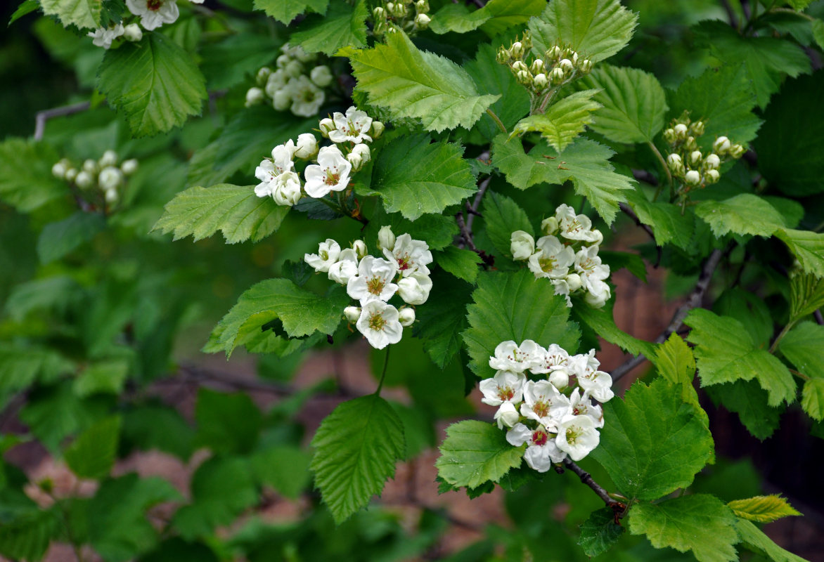 Изображение особи Crataegus submollis.