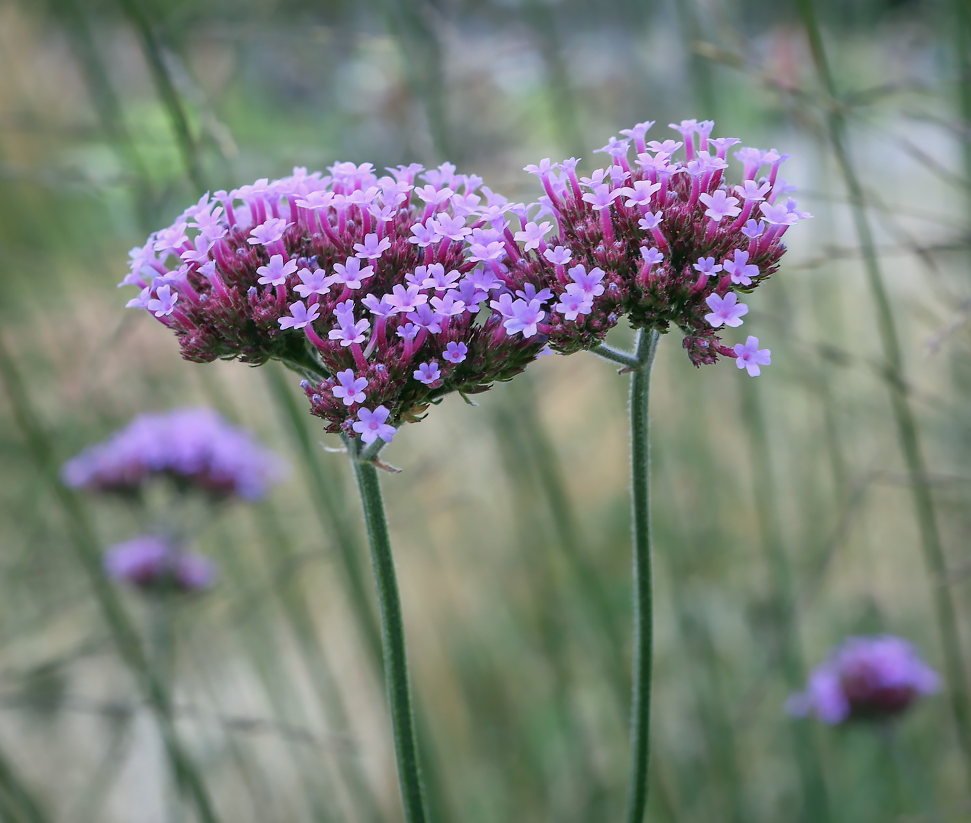 Изображение особи Verbena bonariensis.