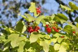 Viburnum opulus