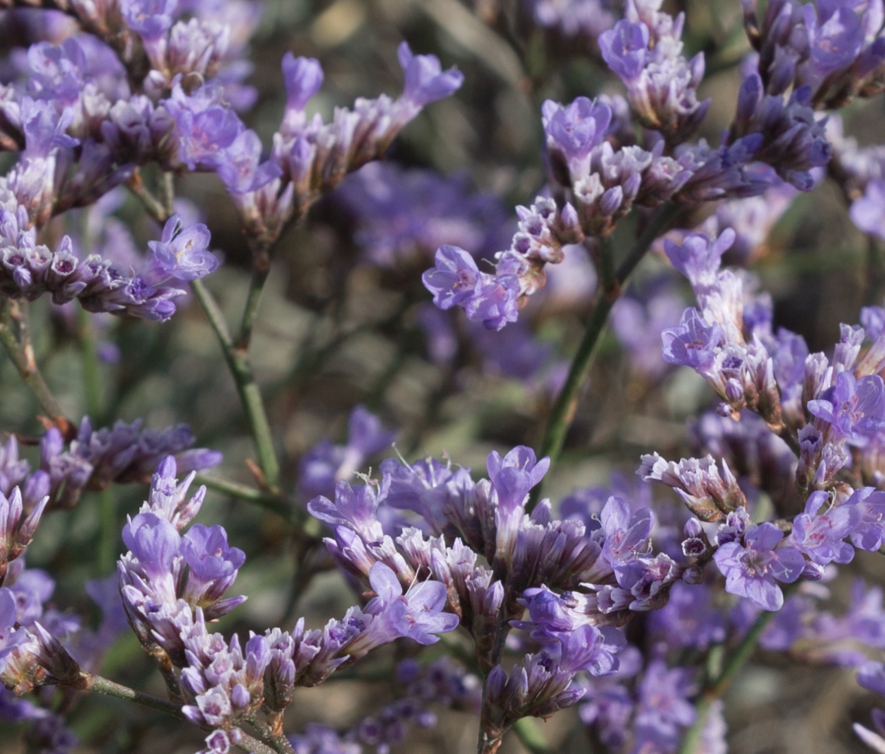 Изображение особи Limonium scoparium.