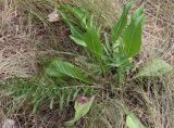 Centaurea scabiosa. Розетка прикорневых листьев. Белгородская обл., Борисовский р-н, дубрава \"Лес на Ворскле\", луг в высокой притеррасной пойме. 28.06.2010.