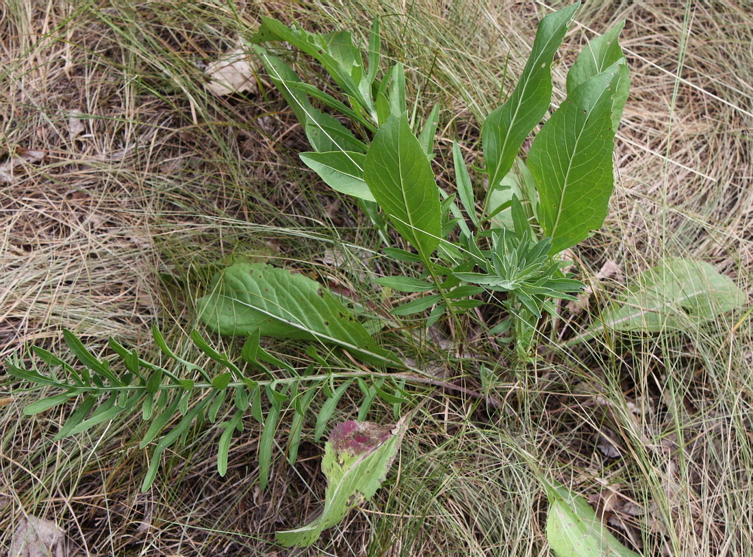 Image of Centaurea scabiosa specimen.