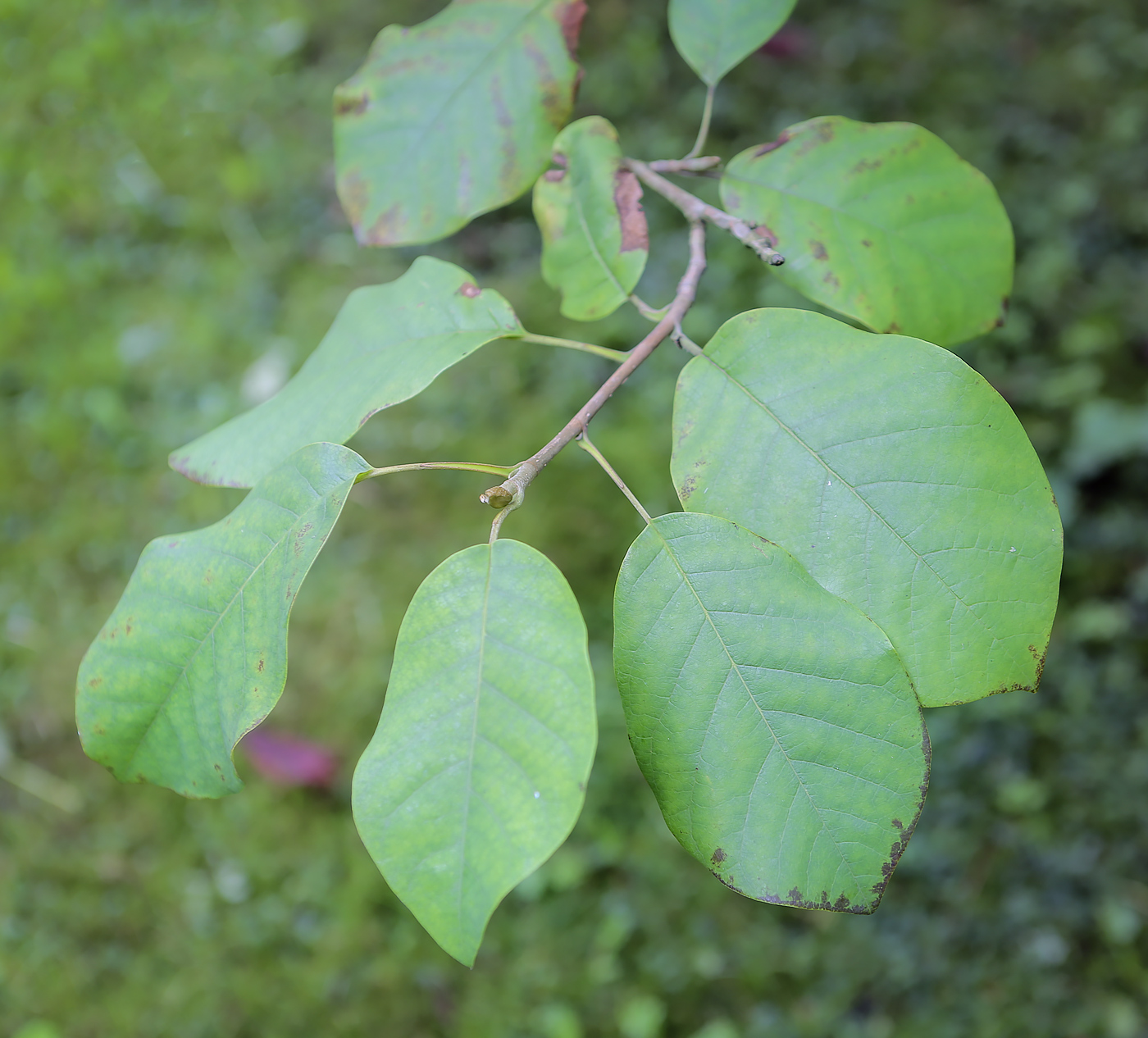 Image of Magnolia sieboldii specimen.