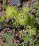 Cardiospermum halicacabum
