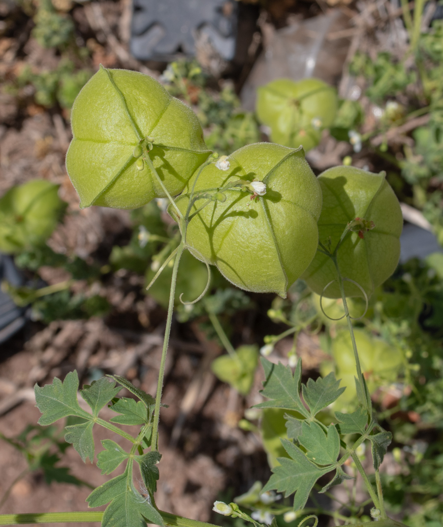 Изображение особи Cardiospermum halicacabum.