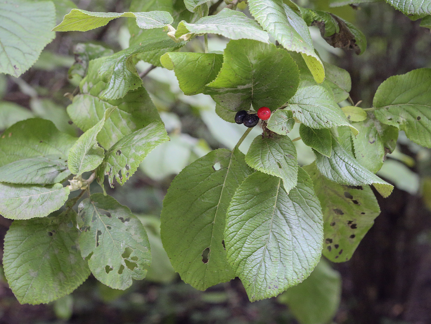 Изображение особи Viburnum lantana.