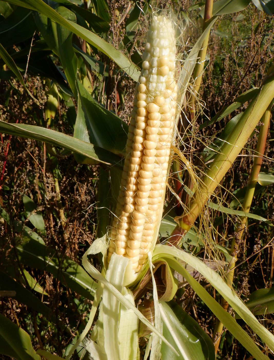 Image of Zea mays specimen.