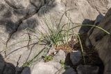 genus Allium