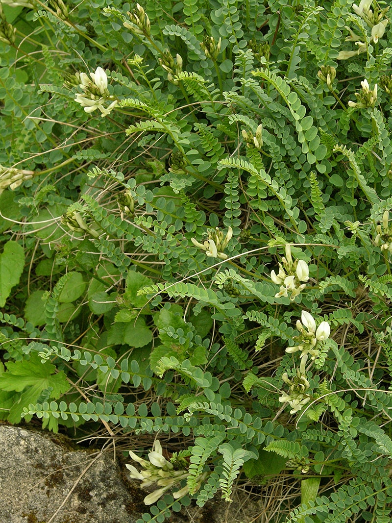 Изображение особи Astragalus sanguinolentus.