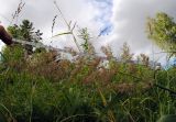 Calamagrostis epigeios. Соцветие. Республика Алтай, Шебалинский р-н, южный макросклон г. Соловковая, луг на высоте около 700 м н.у.м. 28.07.2010.