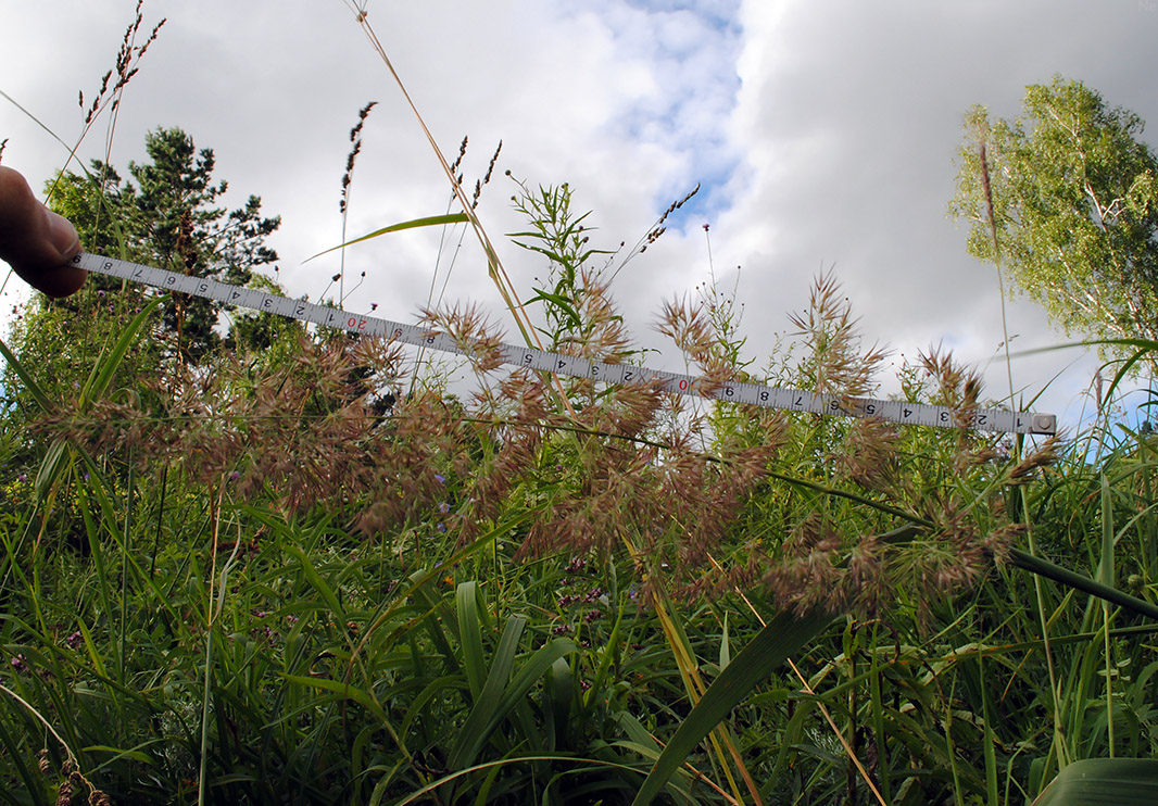 Изображение особи Calamagrostis epigeios.