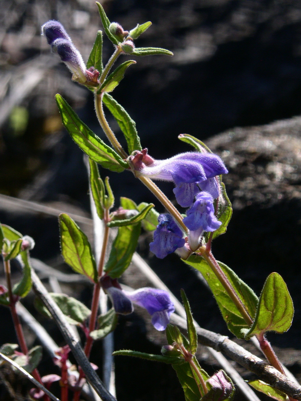 Изображение особи Scutellaria galericulata.