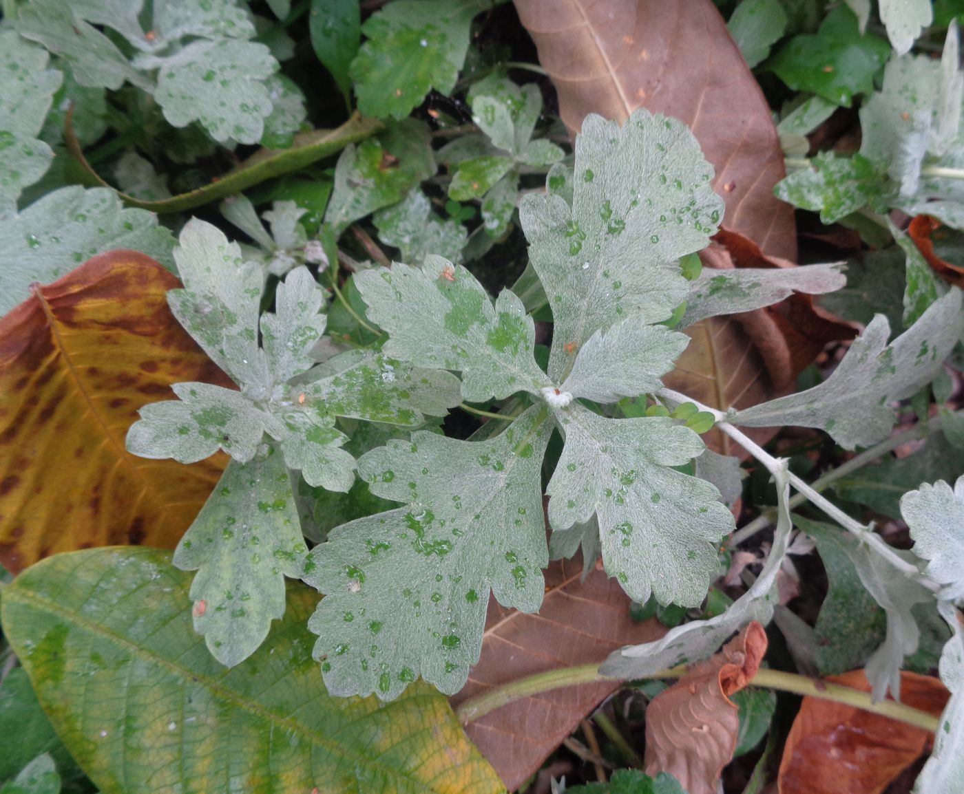 Image of genus Artemisia specimen.