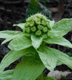 Petasites amplus