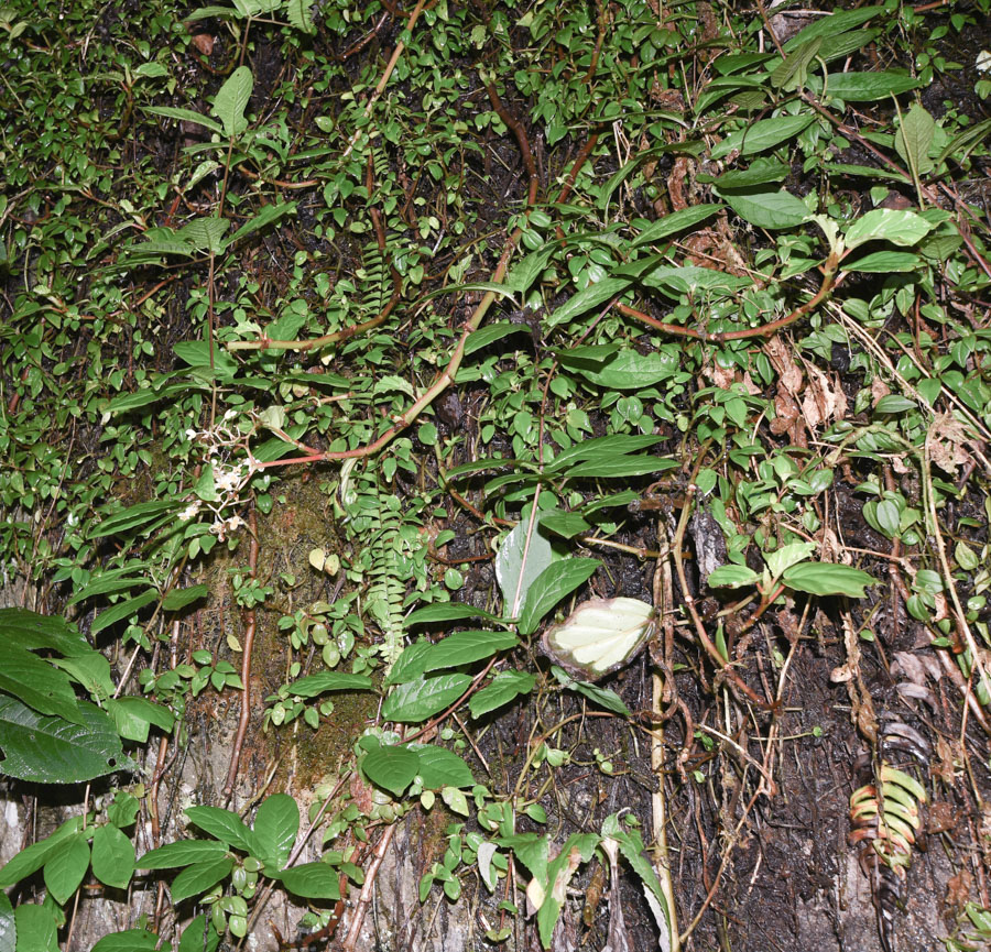 Image of Begonia glabra specimen.