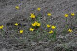 Tulipa biebersteiniana. Цветущие растения. Волгоградская обл., Калачёвский р-н, северное побережье Береславского водохранилища, окраина поля. 15.04.2021.