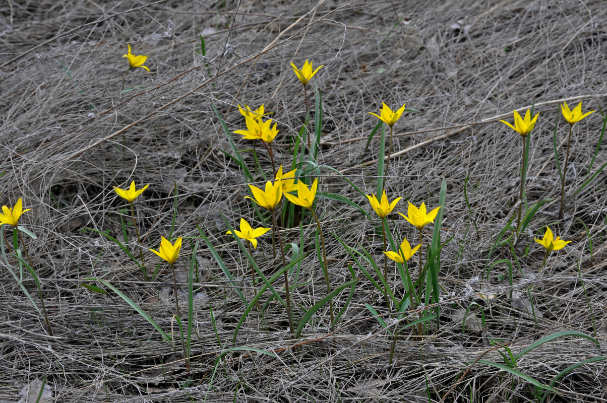 Image of Tulipa biebersteiniana specimen.