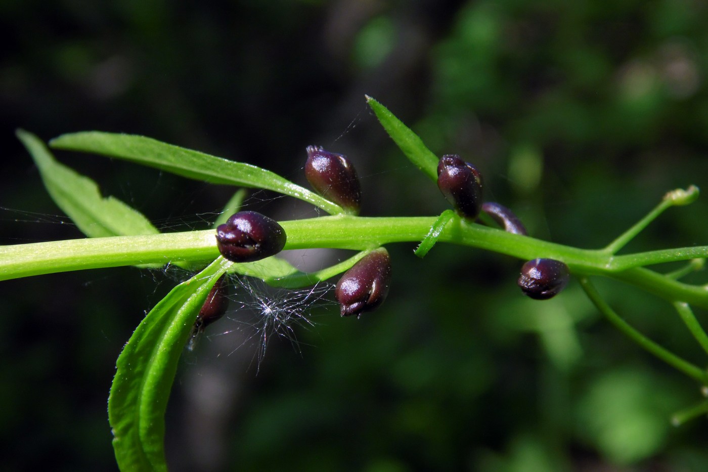 Image of Cardamine bulbifera specimen.