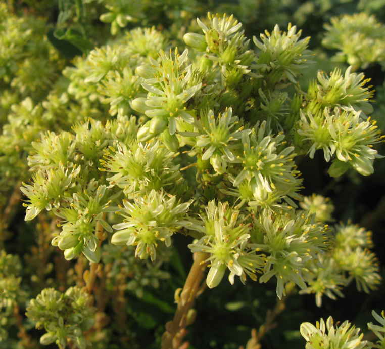 Image of Sedum sediforme specimen.