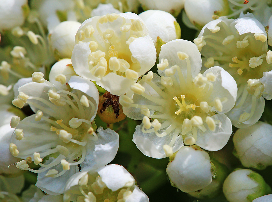 Изображение особи Sorbus amurensis.