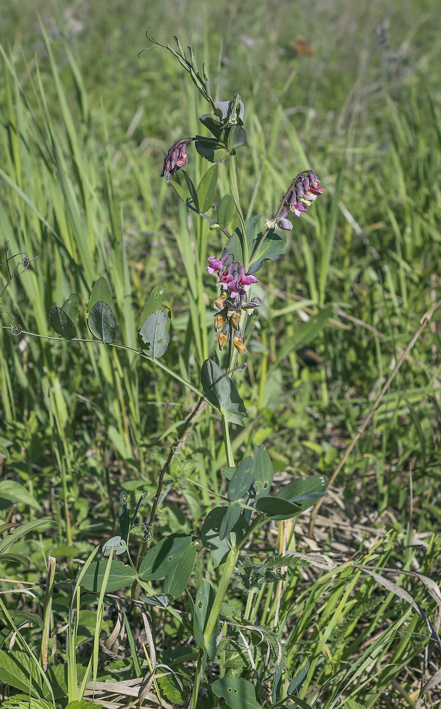 Image of Lathyrus pisiformis specimen.