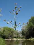 Juncus articulatus. Верхушка плодоносящего растения в паутине. Южный Казахстан, Жамбылская обл., пойма р. Асса, берег мелководной протоки. 25 июня 2021 г.