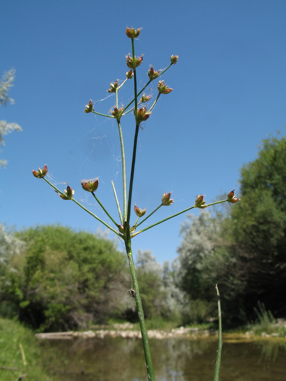 Изображение особи Juncus articulatus.