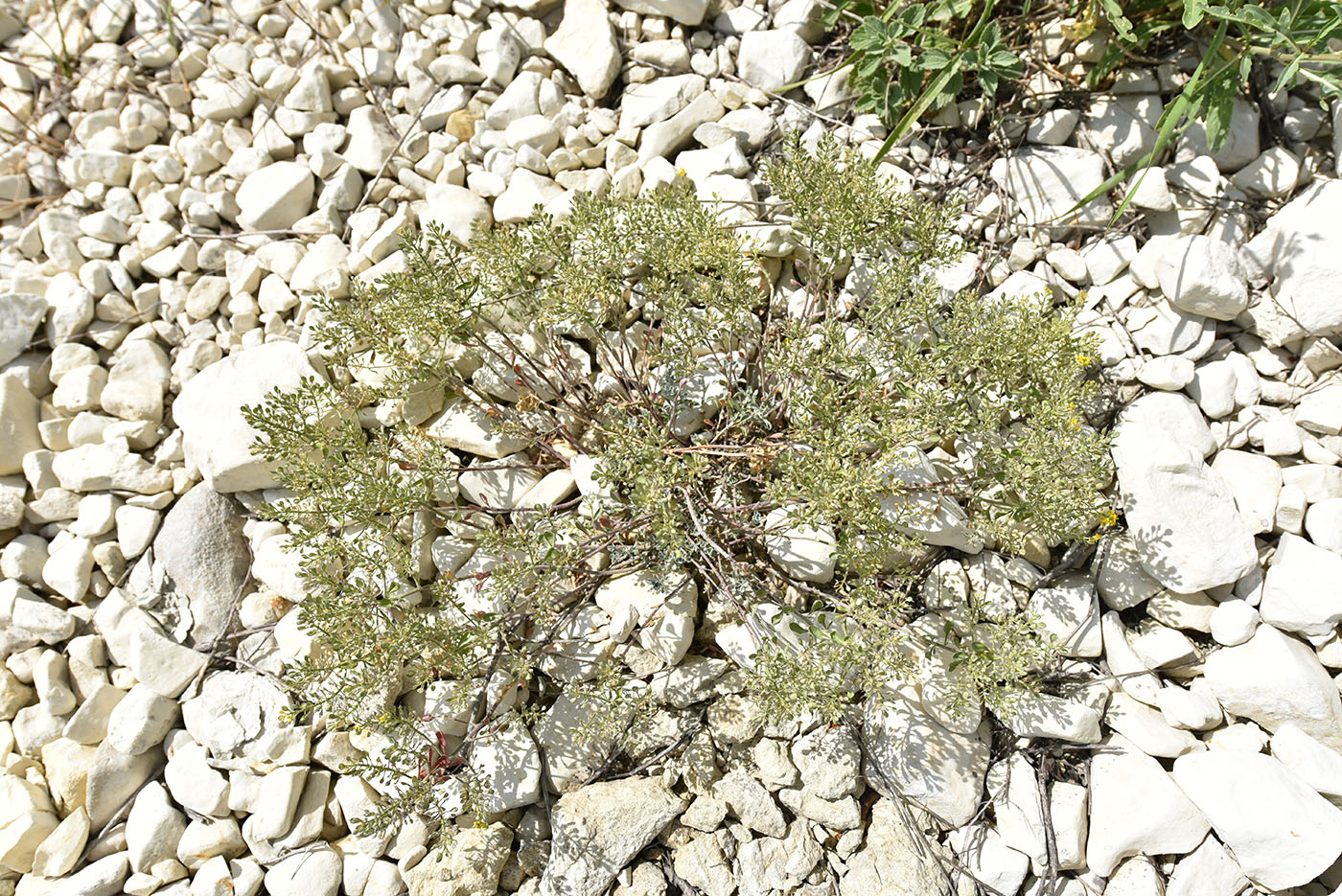 Image of Odontarrhena tortuosa specimen.