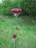 Dianthus subulosus