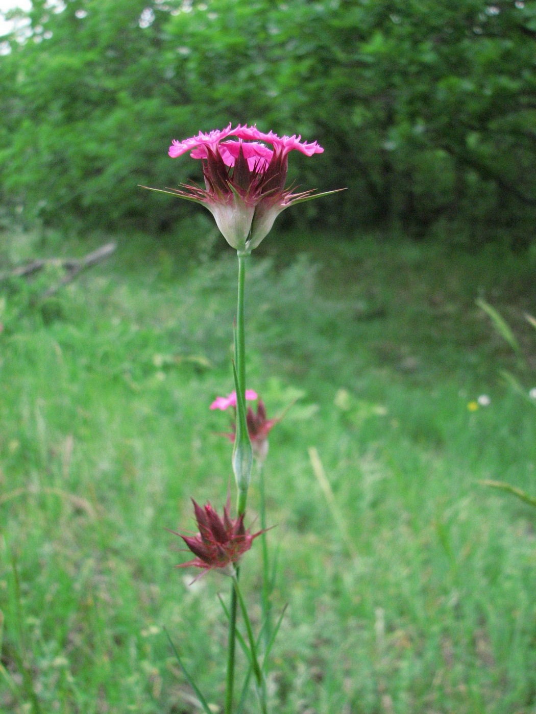 Изображение особи Dianthus subulosus.