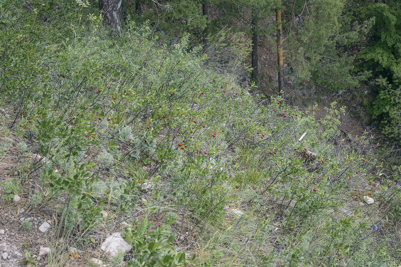 Image of Cerasus fruticosa specimen.