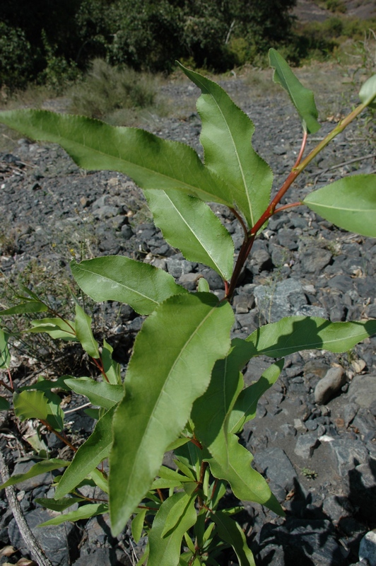 Image of Populus talassica specimen.