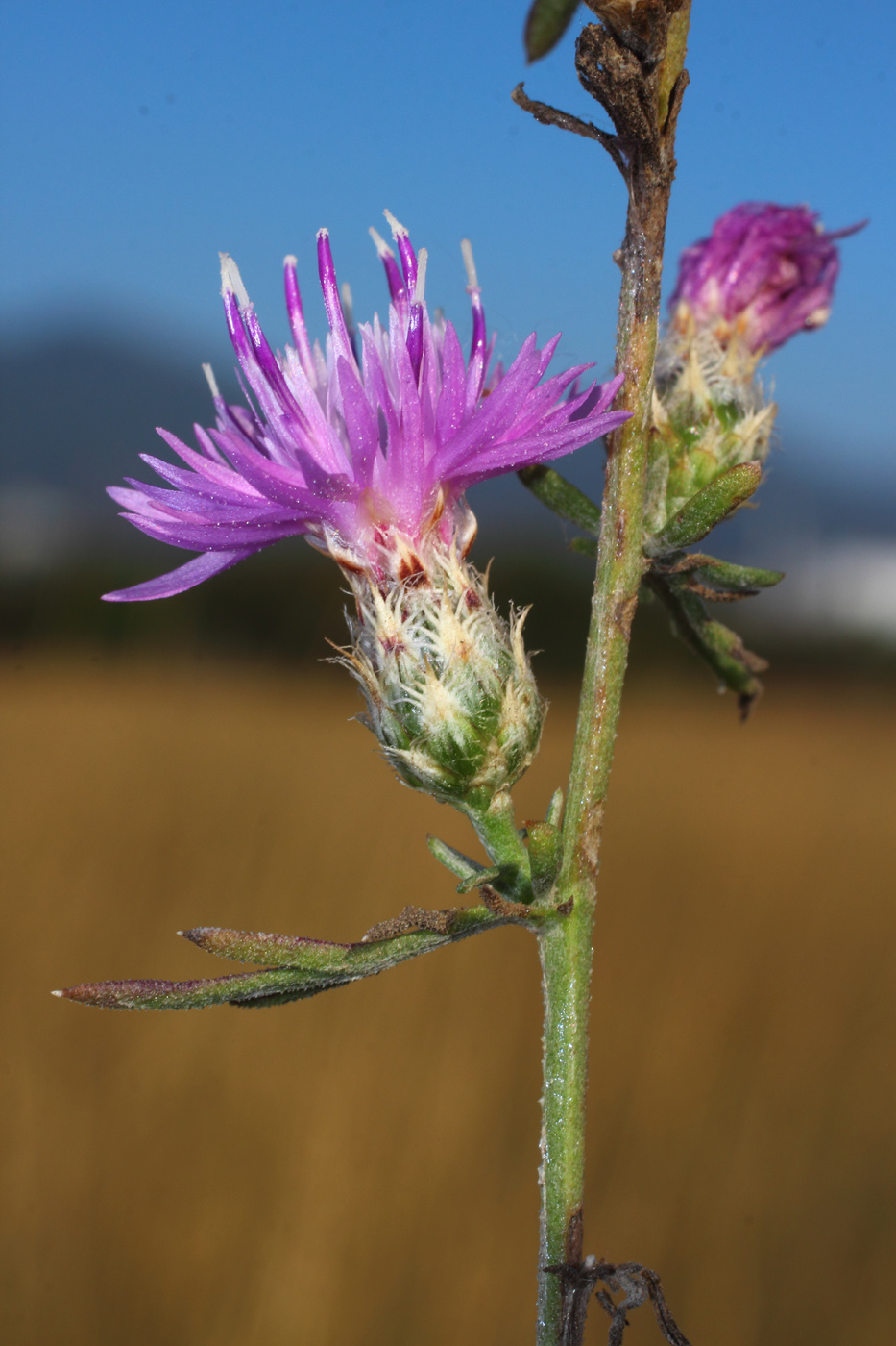 Изображение особи Centaurea caprina.