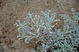 род Artemisia